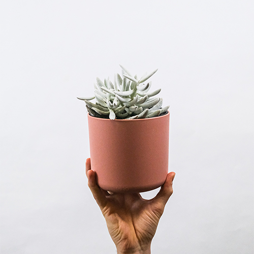 A hand holding a medium white plant in a pink plant pot. This image links to Yashi (Medium)'s product details page.