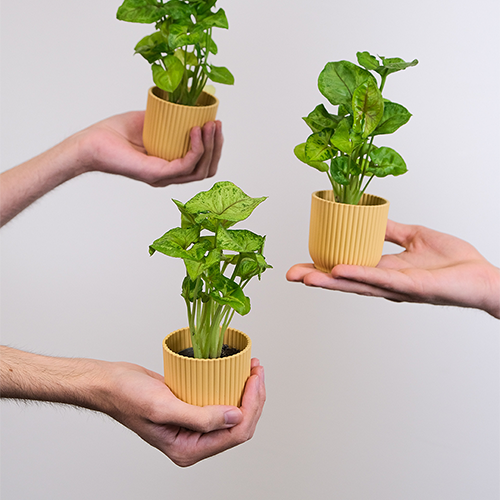 Three hands holding three small light green plants in yellow plant pots. This image links to Ichijiku (Small)'s product details page.