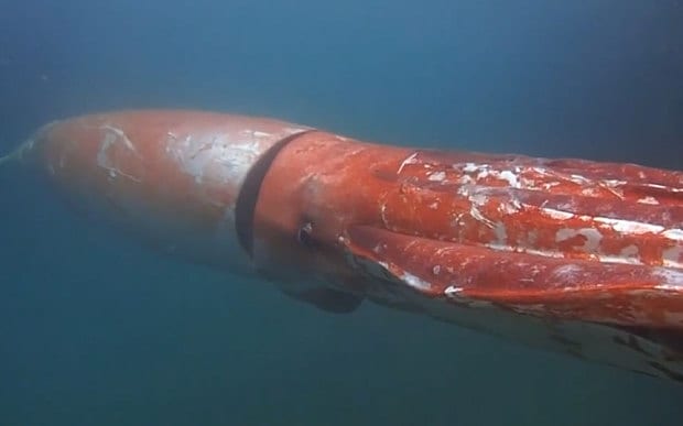 A red with white areas Giant Squid underwater