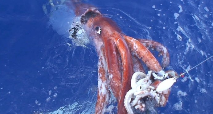 A Giant Squid captured to a fishing line